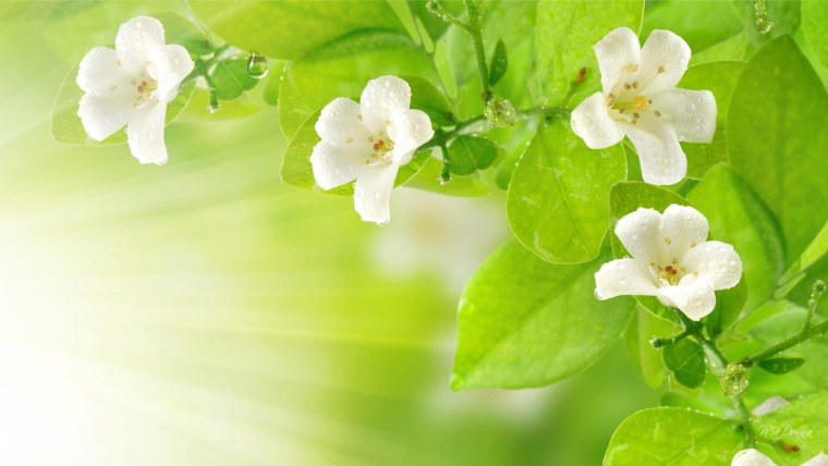 Текстура растительность