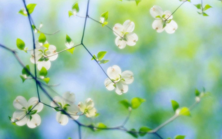 Цветы на светло зеленом фоне