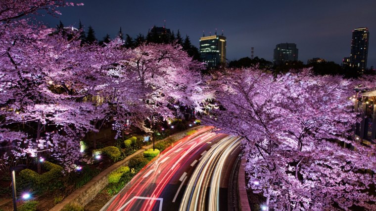 Киото цветение Сакуры
