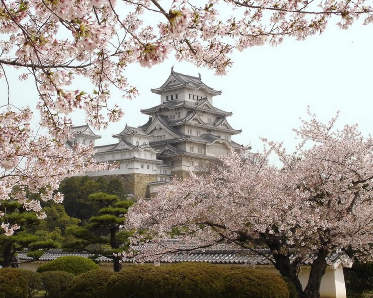 Сеул Южная Корея Сакура