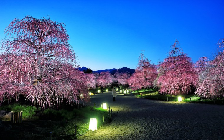 Япония Сакура гейша