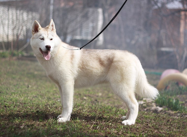 Хаски палевый окрас