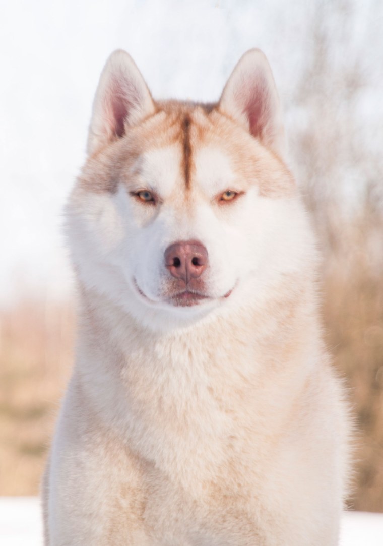 Сибирский хаски