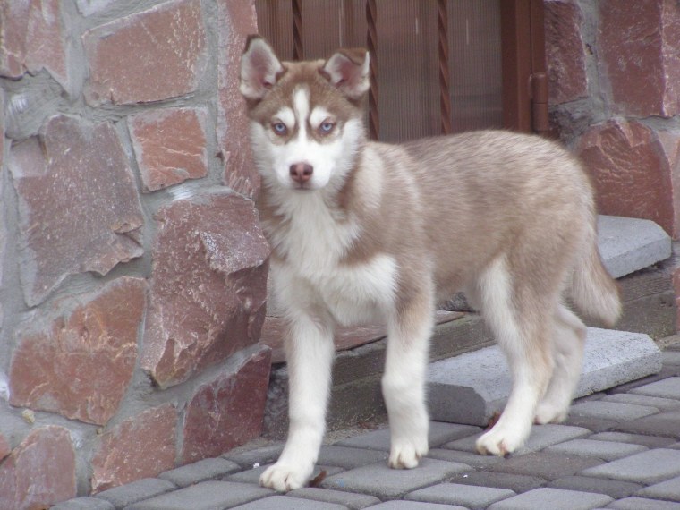 Хаски щенок