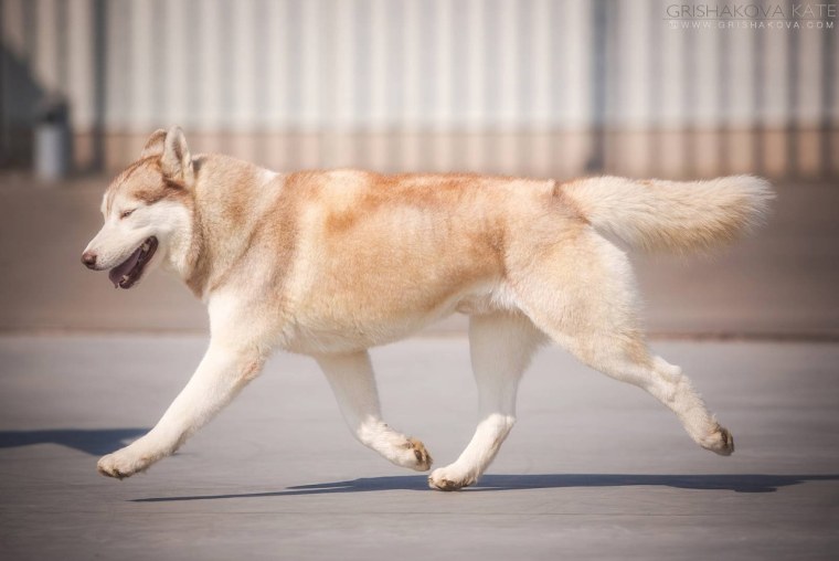 Сибирский хаски бежевый