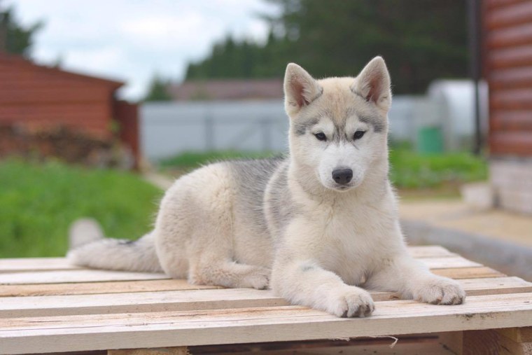 Шоколадный хаски щенок 1 месяц