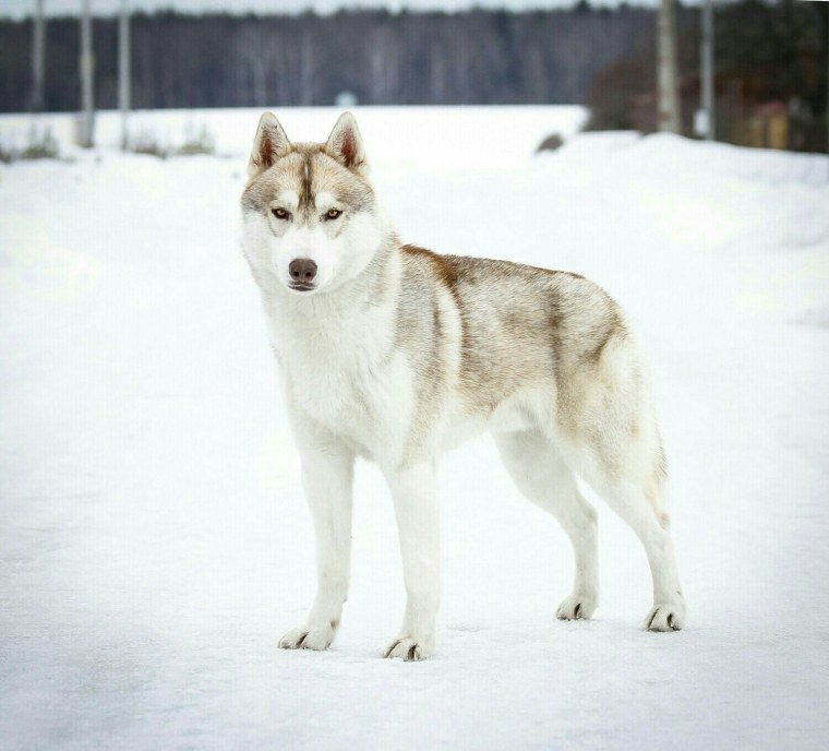 Японский хаски белый щенки