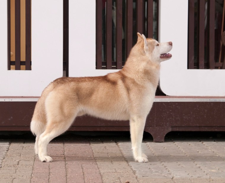 Сибирские персиковый хаски