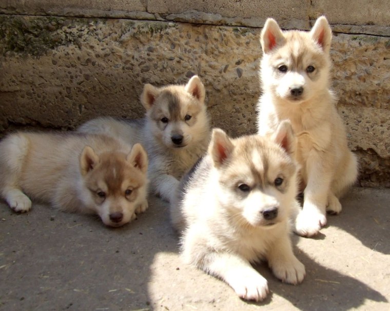 Сибирский хаски палевый