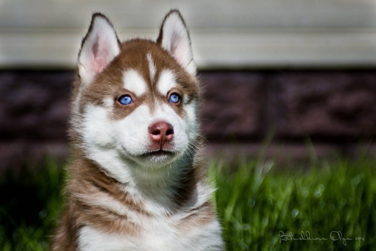 Хаски сэпполы порода