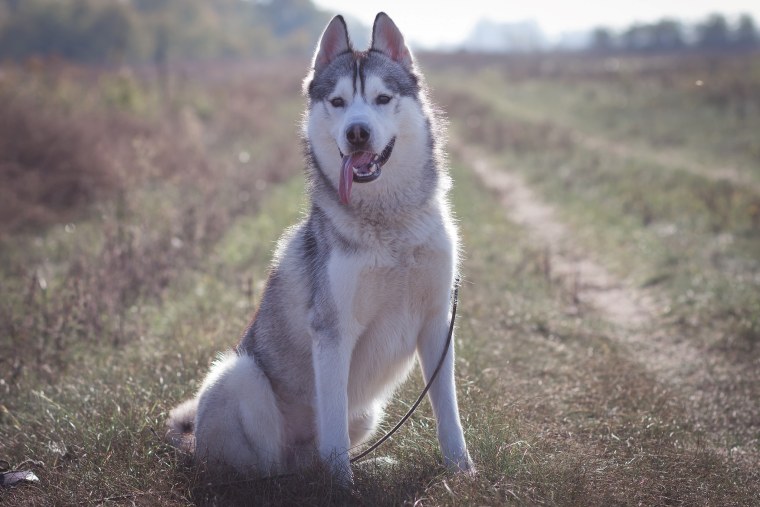 Кремовый хаски