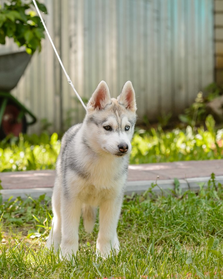 Сибирский хаски палевый