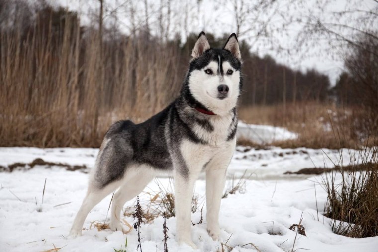 Сибирский хаски соболиный