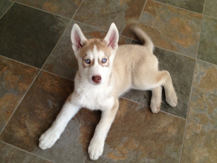 Сибирская хаски бежевая с зелеными глазами