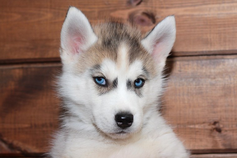 Собака хаски щенок с голубыми глазами