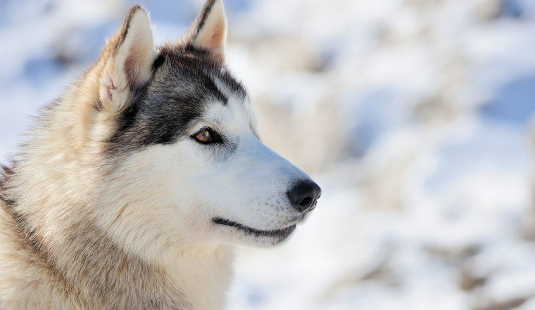 Гладкошерстные хаски Сибирские