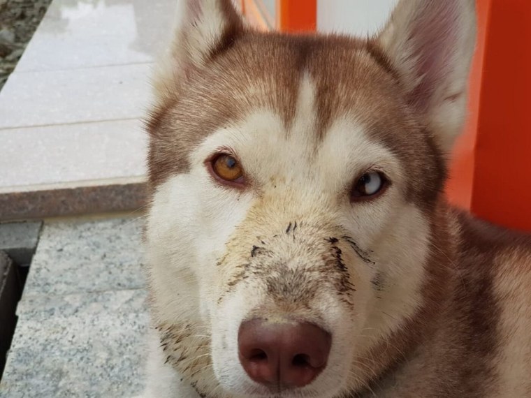 Щенок хаски 1 месяц белого цвета