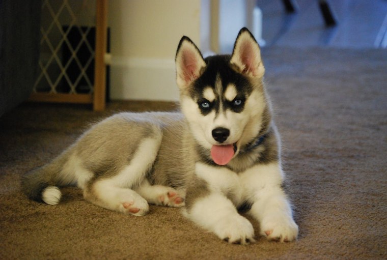 Белый хаски