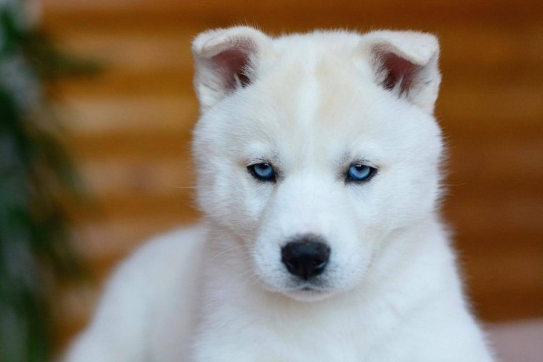 Сибирский хаски коричневый