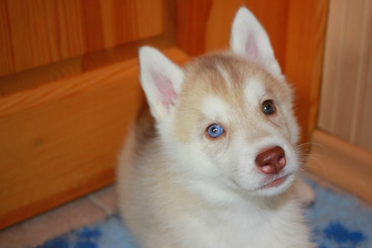 Сибирский хаски палевый