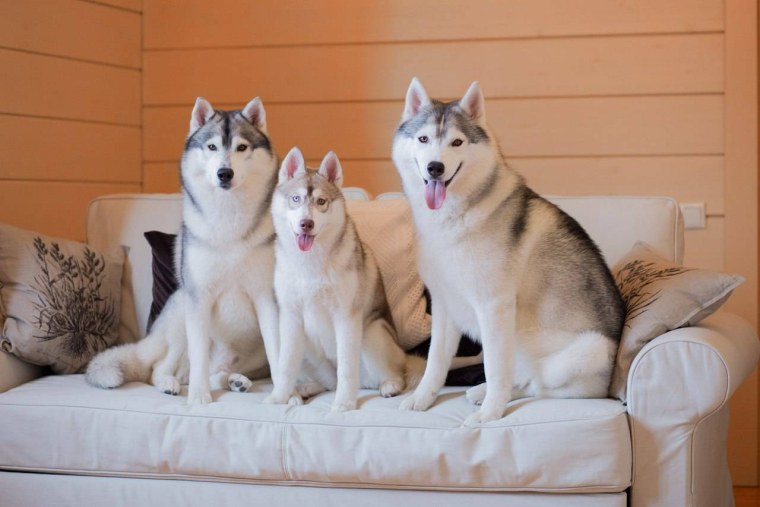 Метис лайки и хаски палевый