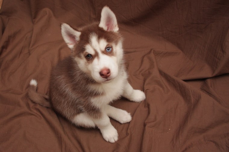 Щенки хаски светлые