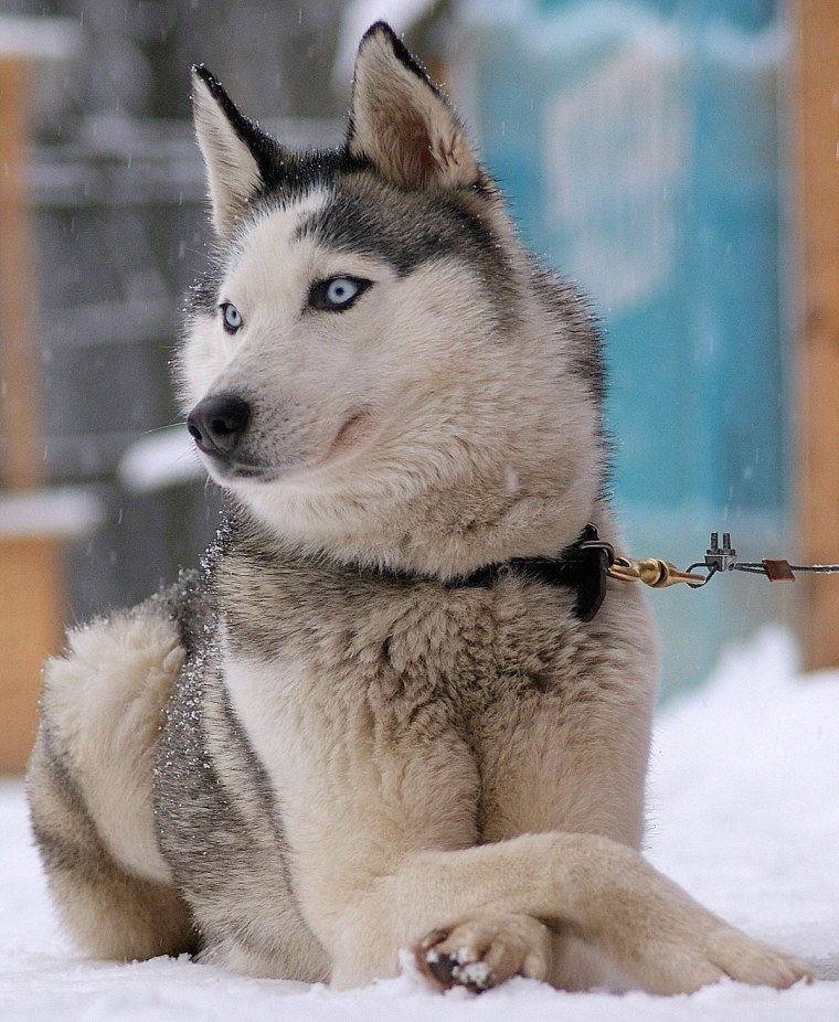 Аляскинский маламут рыжий