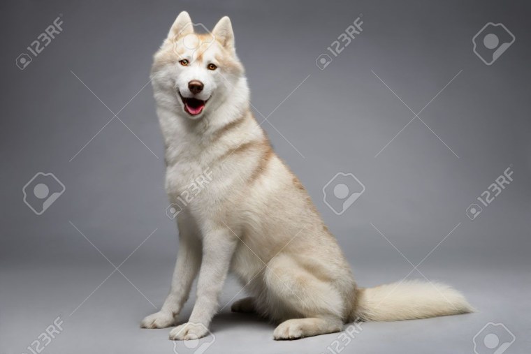 Аляскинский хаски