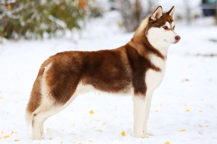 Хаски светлая