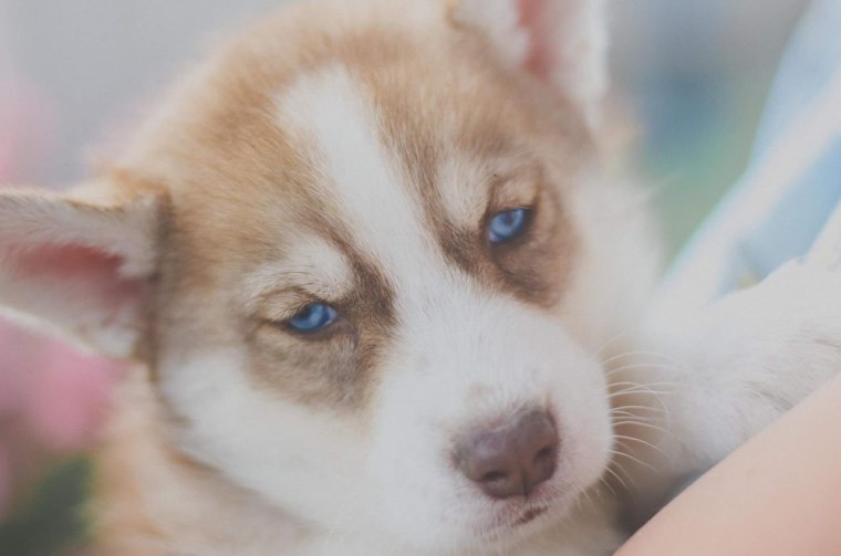 Лайка Западно-Сибирская Пегий