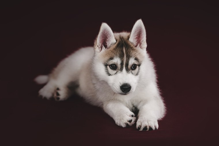 Маламут щенок