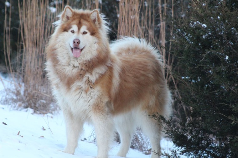 Хаски палевый щенок с бантом
