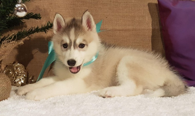 Эскимосская лайка