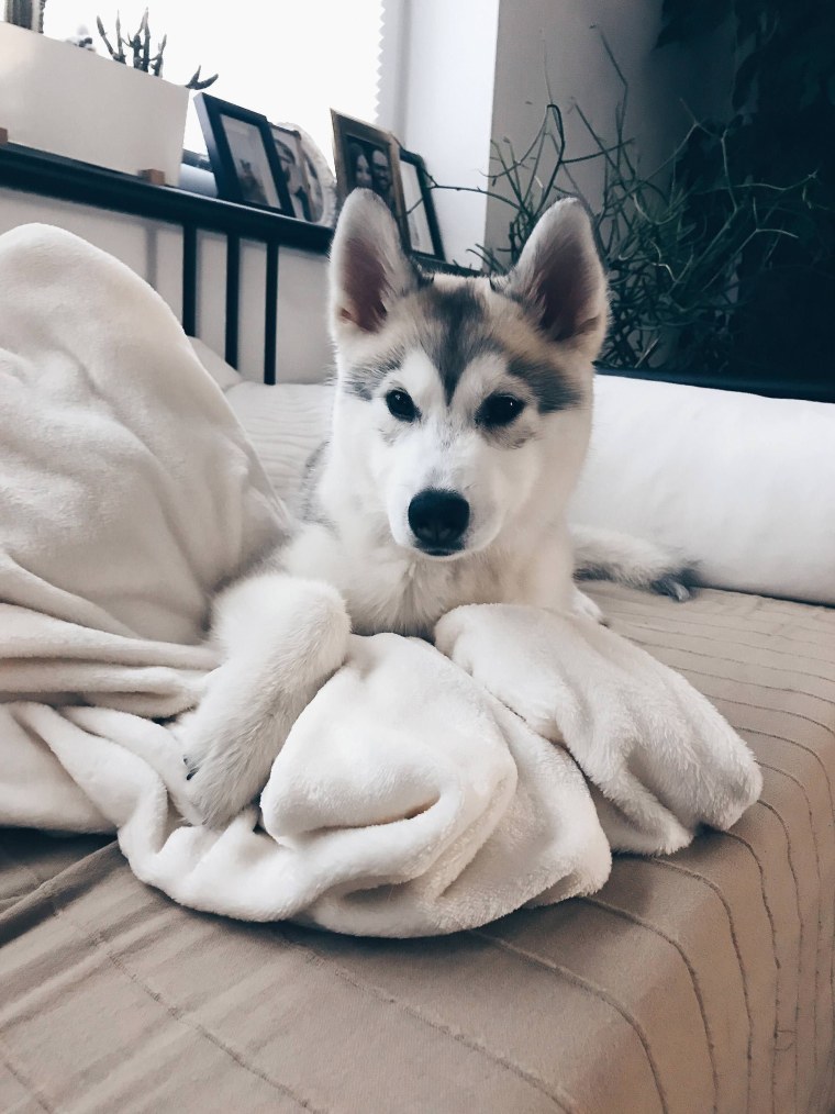 Сибирский хаски шоколадный