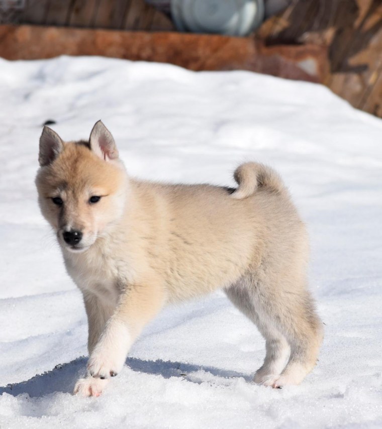 Сибирский хаски черно белый