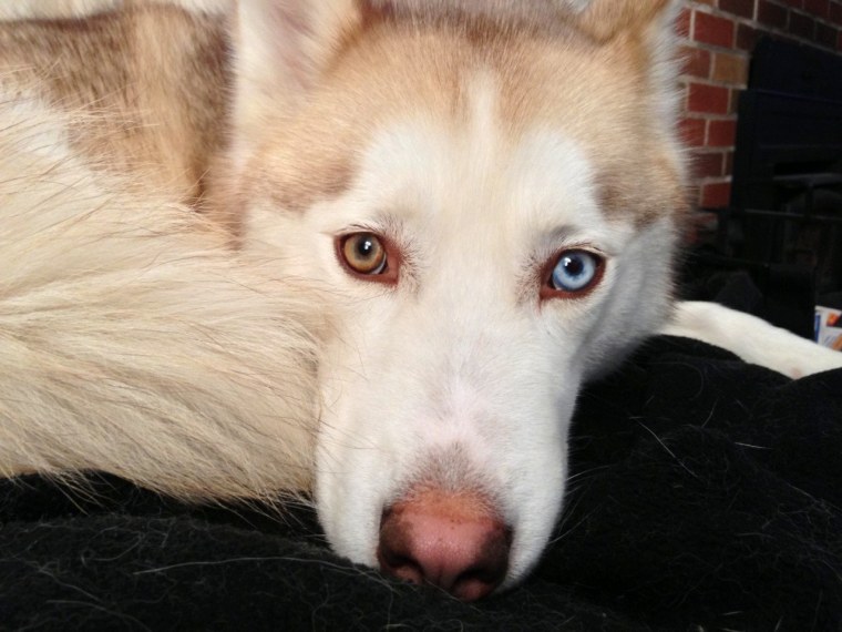 Щенки хаски и лайки