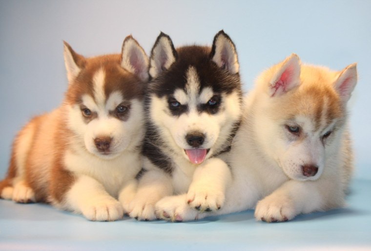 Хаски сэпполы порода