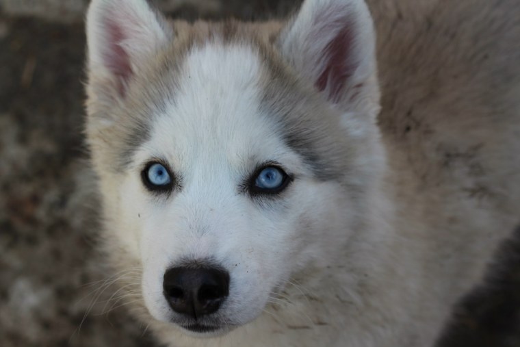 Сибирский хаски изабелловый окрас