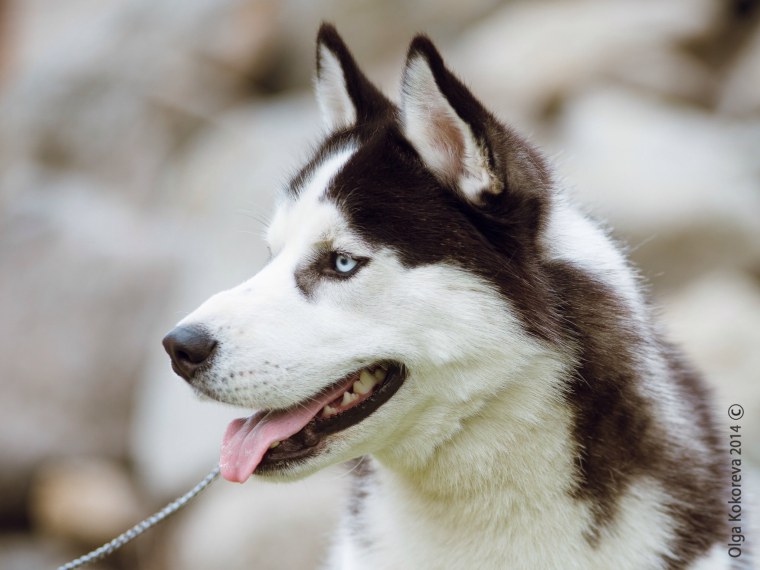Сибирский хаски расцветки
