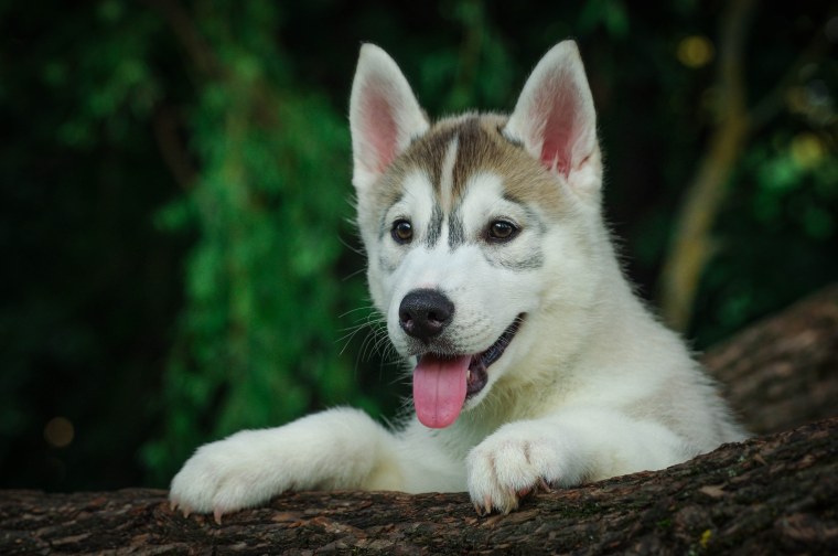Хаски коричневая