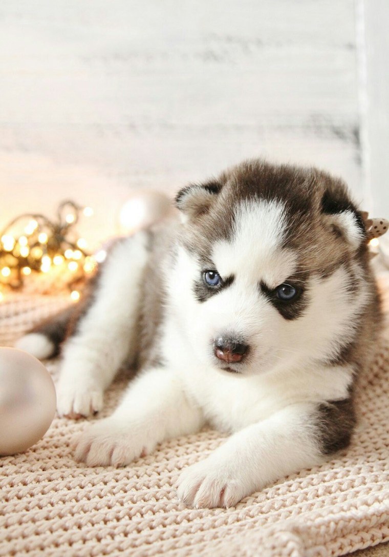 Аляскинский маламут