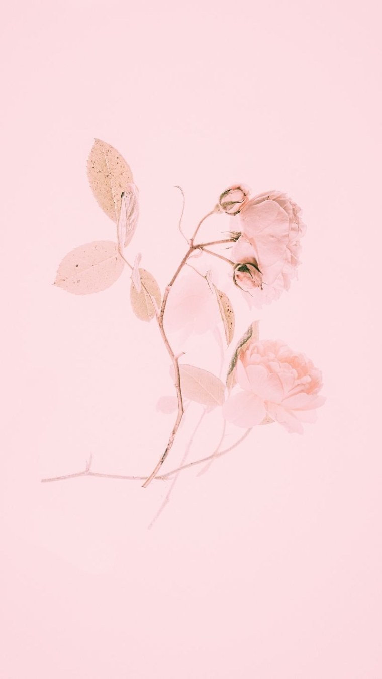 Нежный розовый цвет