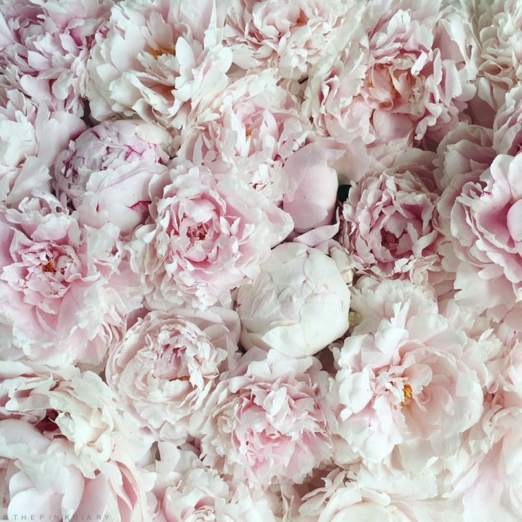 Пионы на сером фоне