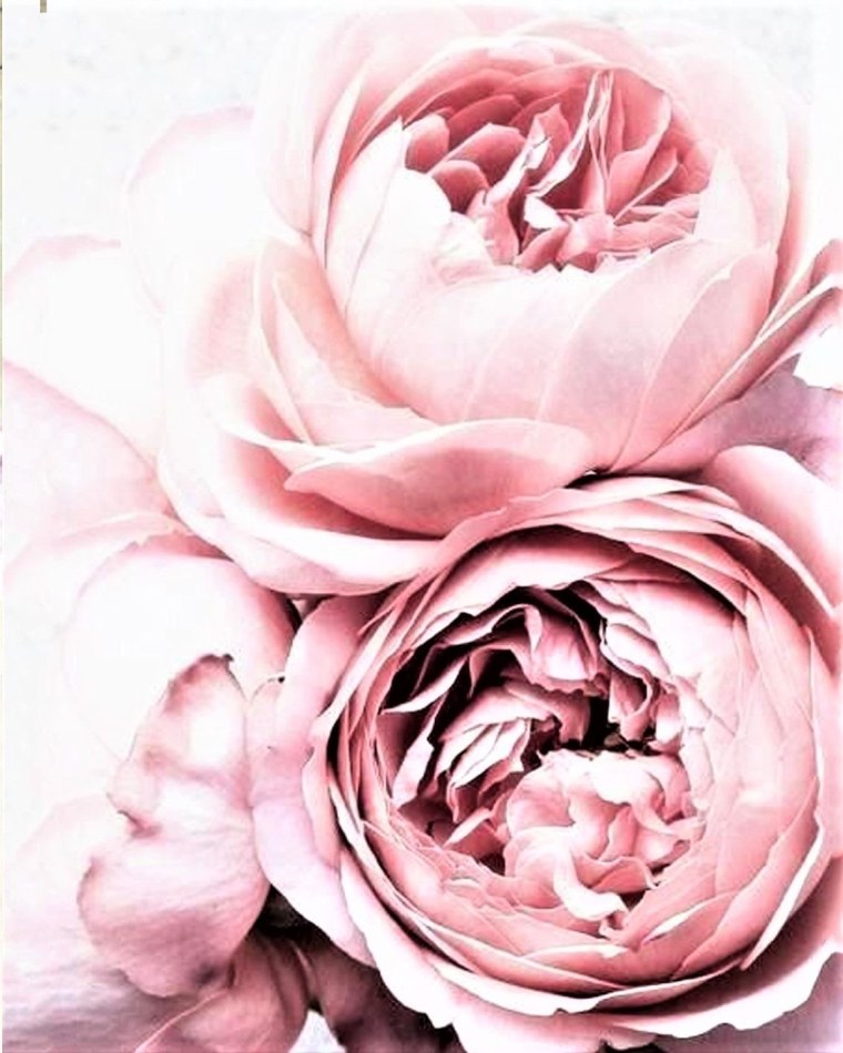 Пудровый фон на айфон