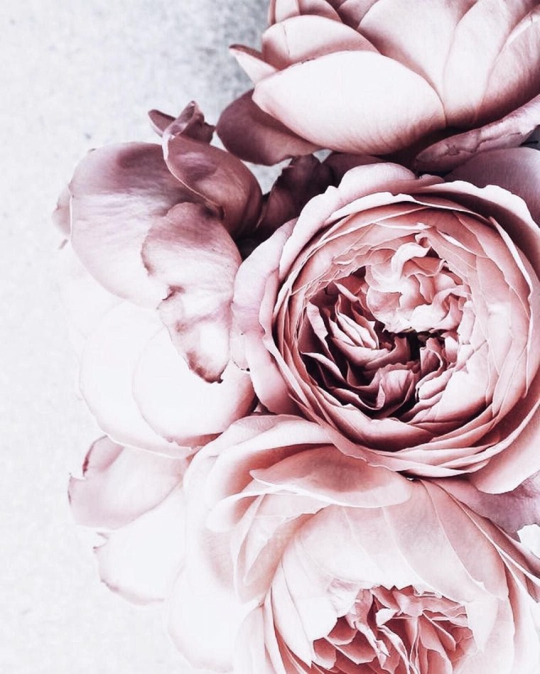 Пион пастель Пинк