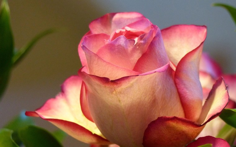 Добрый вечер с белыми розами