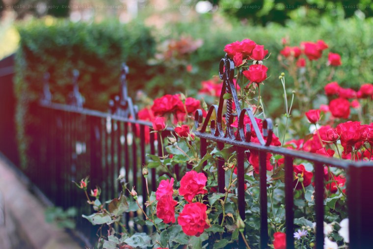 Сорт розы пачули