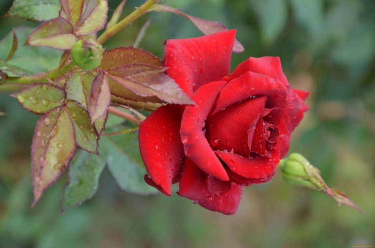 Роза фулл Монти Эквадор