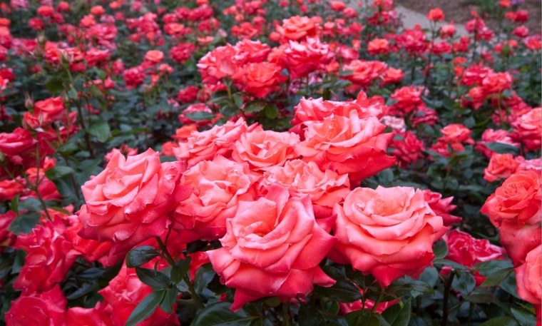 Роза Поэтри