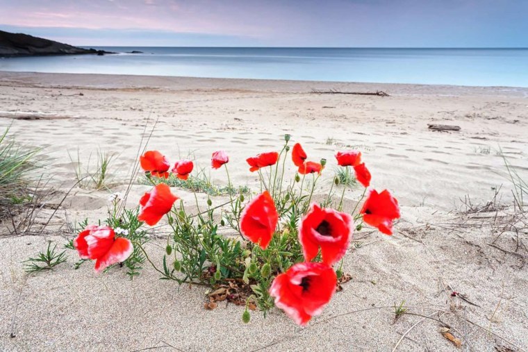 Розариум чайногибридных роз